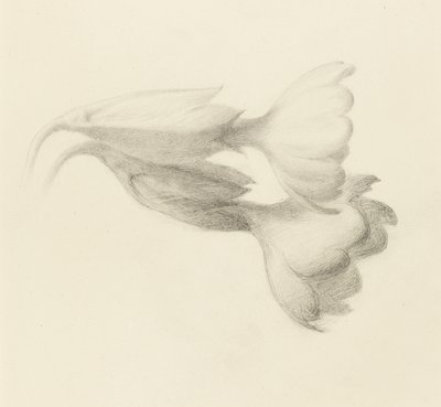 Cowslip Bells, sandsynligvis 1871 (grafit på vævet papir) af John Ruskin