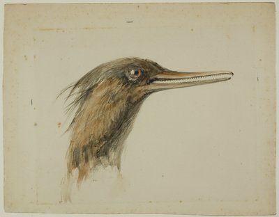 Merganser af John Ruskin