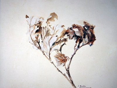 Studie af egeblade af John Ruskin