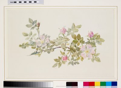 Studie af vild rose (akvarel og bodycolour over grafit på vævet papir) af John Ruskin
