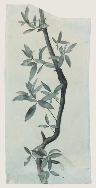 Study of Willow Leaves, c.1857 (blyant og akvarel på papir) af John Ruskin