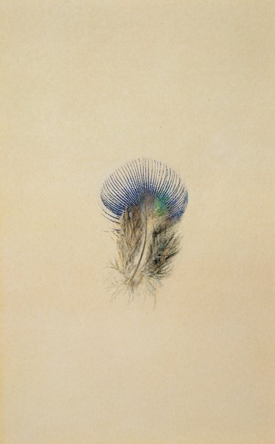 Studie af en påfuglefjer, 1873 af John Ruskin