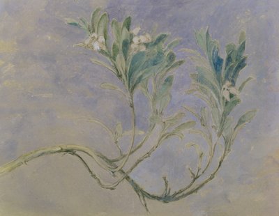 Studie af en kvist af et myrtetræ, ca. 1877 (pen & brunt blæk & wc over blyant forhøjet med hvidt på papir) af John Ruskin