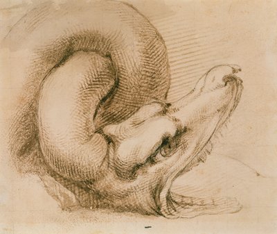 Studie af et dragehoved efter Michelangelo (blæk på papir) af John Ruskin