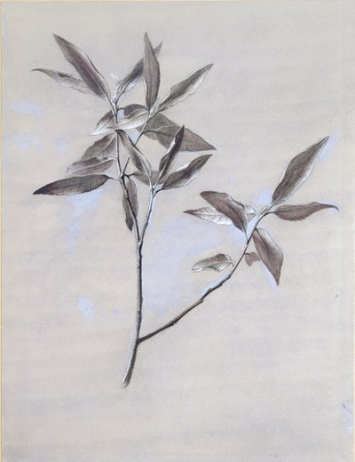Under overfladen af en tørret spray af oliven, samlet i Verona, efter 1878 af John Ruskin