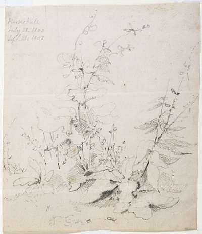 Undersøgelse af ukrudt, Kirkstall af John Sell Cotman