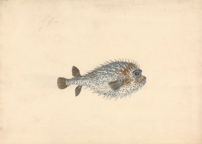 En Pindsvin Fisk af John Smart