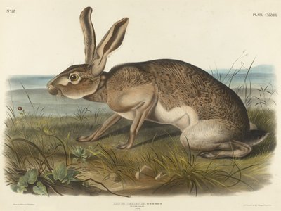 Texian Hare, 1848 (håndfarvet litografi på vævet papir) af John T. Bowen