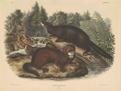 Mink af John T. Bowen, after John James Audubon