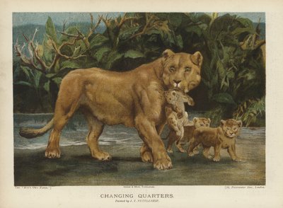 Changing Quarters: løvinde flytter sine unger (chromolitho) af John Trivett Nettleship