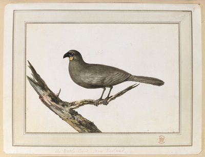 Tegning af en Wattle-fugl; foretaget under besøget i New Zealand mellem 12. og 25. februar 1777 på kaptajn Cooks tredje rejse. af John Webber