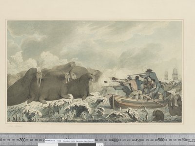 F.32 Søheste, ca. 1773-84 (akvarel) af John Webber
