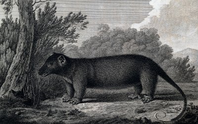 Opossum, gravering efter tegning af John Webber (1750-1793) lavet under James Cooks tredje rejse af John Webber