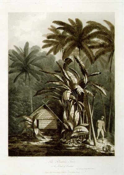 Plantain Tree på øen Krakatoa, fra 