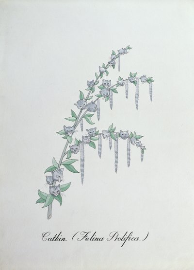 Catkin (Felina Prolifica.), illustration fra 