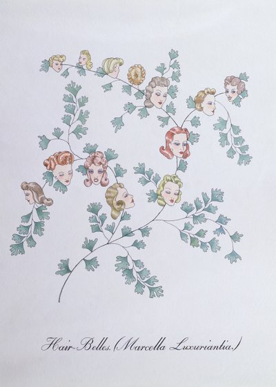 Hair-Belles (Marcella Luxuriantia), illustration fra 