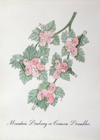 Mountain Dewberry eller Crimson Drambler, illustration fra 