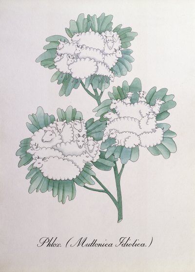 Phlox. (Muttonica Idiotica), illustration fra 