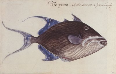 Trigger-Fish af John White