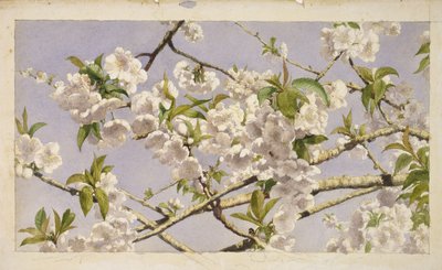 Æbleblomster, ca. 1874 (wc på papir) af John William Hill