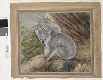 Koala og unge, 1803, J.W. Lewin, 1803 (wc og gouache) af John William Lewin