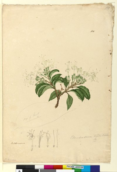 Side 100. Clerodendrum tomentosum, ca. 1803-06 (wc, kuglepen, blæk og blyant) af John William Lewin
