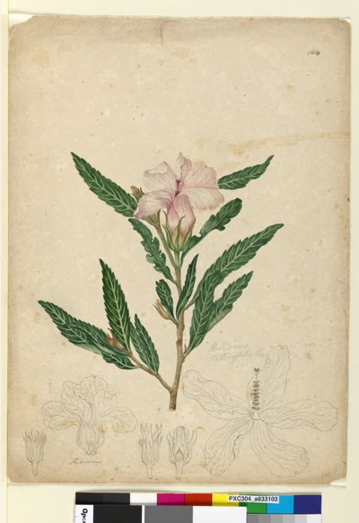 Side 104. Hibiscus heterophyllus, ca. 1803-06 (wc, pen, blæk og blyant) af John William Lewin