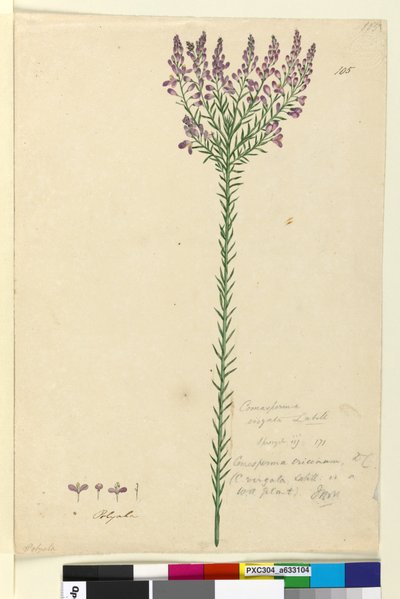 Side 105. Comesperma ericinum, c.1803-06 (wc, kuglepen, blæk og blyant) af John William Lewin