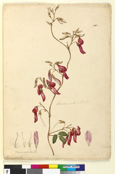 Side 108. Kennedia rubicunda, ca. 1803-06 (wc, kuglepen, blæk og blyant) af John William Lewin