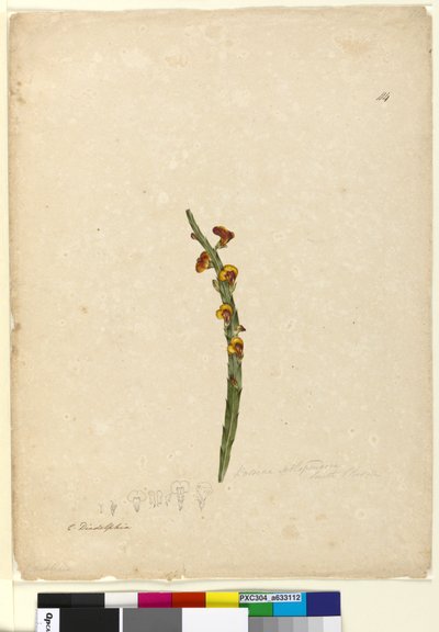 Side 114. Bossiaea scolopendria, ca. 1803-06 (wc, kuglepen, blæk og blyant) af John William Lewin