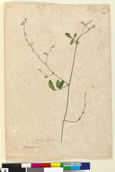 Side 115. Hedysarum, ca. 1803-06 (wc, kuglepen, blæk og blyant) af John William Lewin