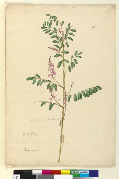 Side 116. Indigofera australis, ca. 1803-06 (wc, kuglepen, blæk og blyant) af John William Lewin