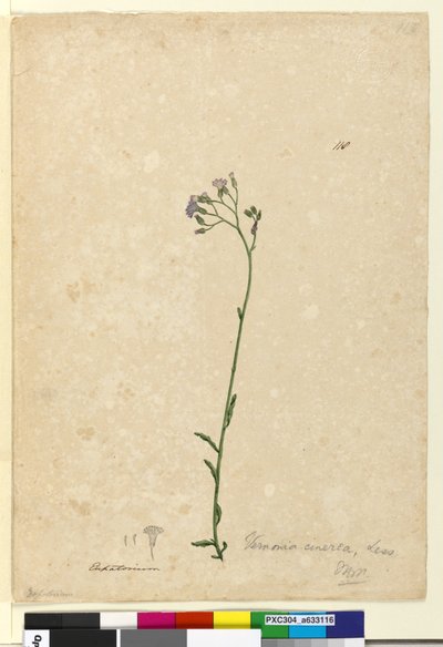 Side 118. Vernonia cinerea, ca. 1803-06 (wc, kuglepen, blæk og blyant) af John William Lewin