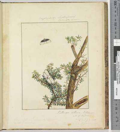 Side 11. Plade 3 Cryptophasa Septosfermi Pultenae Lewin, 1803-04 (håndfarvede ætsetryk) af John William Lewin
