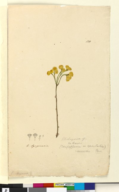 Side 120. Elichrysum, c.1803-06 (wc, pen, blæk og blyant) af John William Lewin