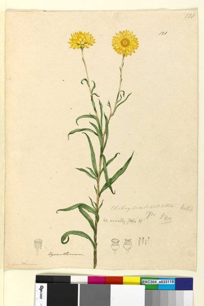 Side 121. Elichrysum bracteatum, c.1803-06 (wc, kuglepen, blæk og blyant) af John William Lewin