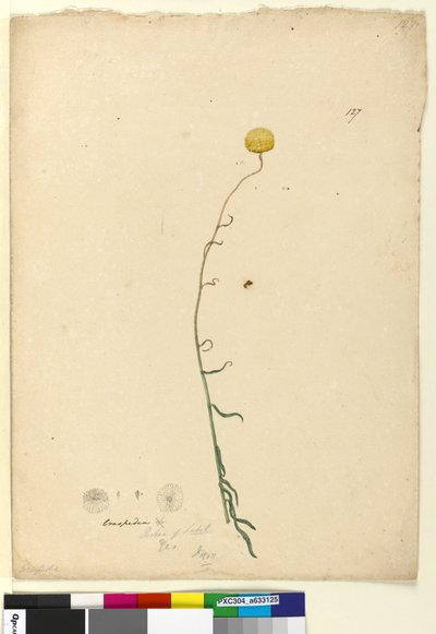 Side 127. Craspedia, ca. 1803-06 (wc, pen, blæk og blyant) af John William Lewin