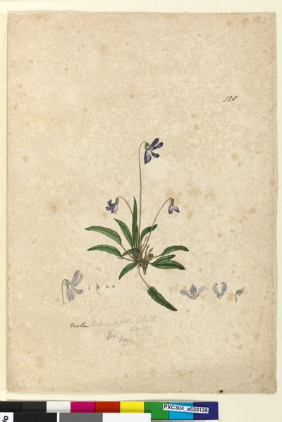 Side 128. Viola betonicifolia, c.1803-06 (wc, kuglepen, blæk og blyant) af John William Lewin