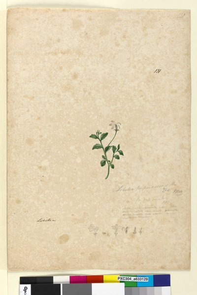 Side 131. Lobelia purpurascens, ca. 1803-06 (wc, kuglepen, blæk og blyant) af John William Lewin