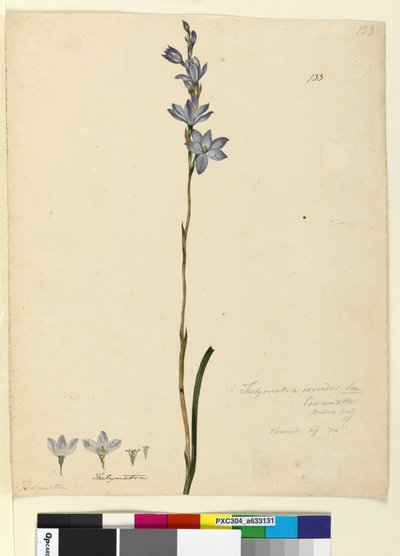 Side 133. Thelymitra ixioides, c.1803-06 (wc, pen, blæk og blyant) af John William Lewin