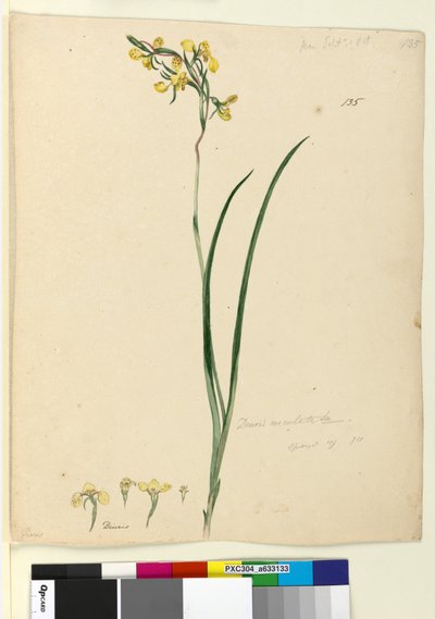 Side 135. Diuris maculata, ca. 1803-06 (wc, pen, blæk og blyant) af John William Lewin