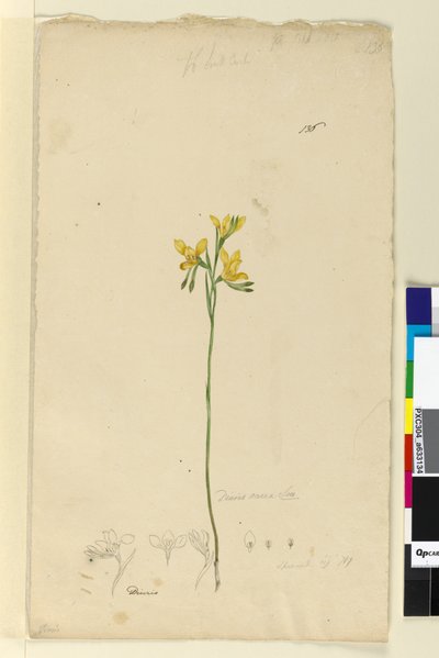 Side 136. Diuris aurea, ca. 1803-06 (wc, pen, blæk og blyant) af John William Lewin