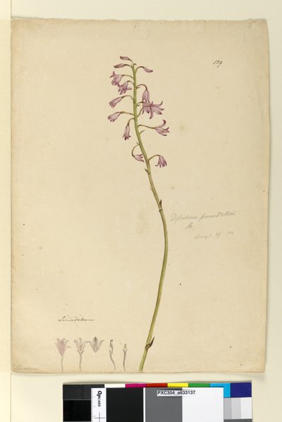 Side 139. Dipodium punctatum, c.1803-06 (wc, pen, blæk og blyant) af John William Lewin