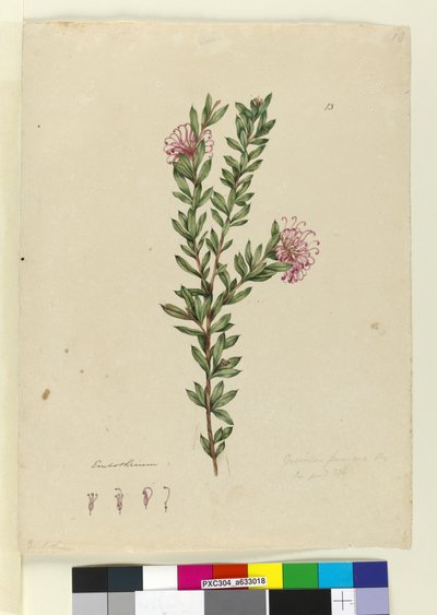 Side 13. Grevillea punicea, c.1803-06 (wc, kuglepen, blæk og blyant) af John William Lewin