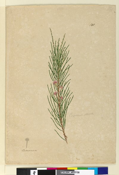 Side 141. Casuarina strictaAllocasuarina verticillata, c.1803-06 (wc, pen, blæk og blyant) af John William Lewin