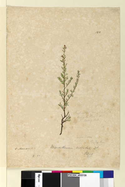 Side 142. Phyllanthus rivularis, ca. 1803-06 (wc, kuglepen, blæk og blyant) af John William Lewin