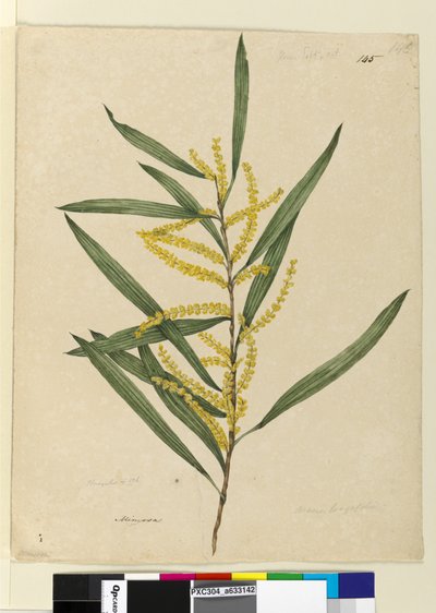 Side 145. Acacia longifolia, ca. 1803-06 (wc, pen, blæk og blyant) af John William Lewin