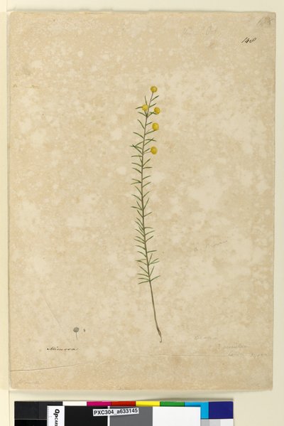 Side 148. Acacia aciculares, ca. 1803-06 (akvarel, pen, blæk og blyant) af John William Lewin