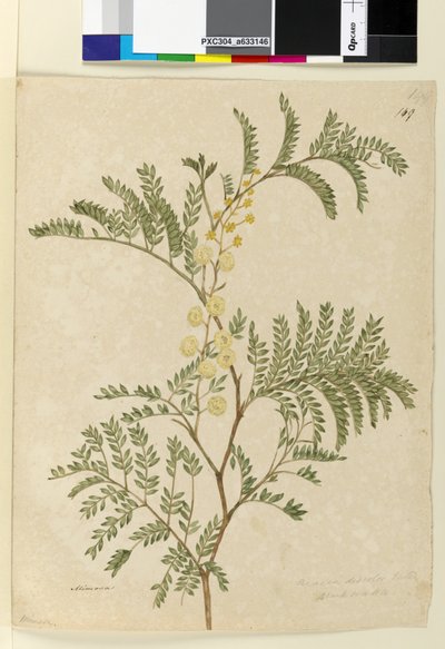 Side 149. Acacia discolorAcacia terminalis, ca. 1803-06 (wc, pen, blæk og blyant) af John William Lewin