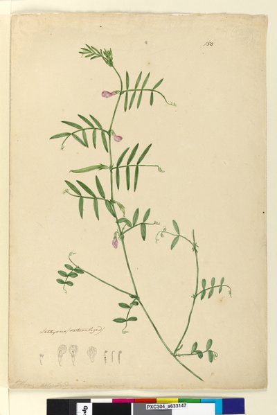 Side 150. Lathyrus, ca. 1803-06 (wc, kuglepen, blæk og blyant) af John William Lewin